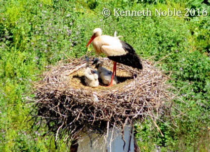 white stork (Ciconia ciconia) Kenneth Noble